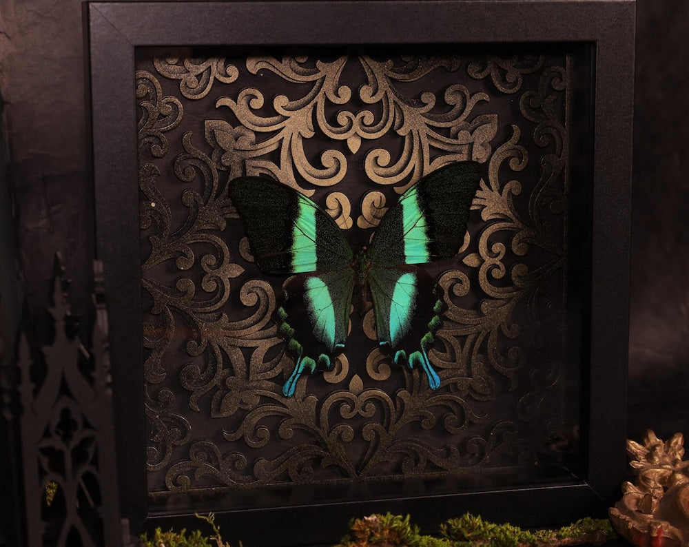 Schmetterlinge | Motten