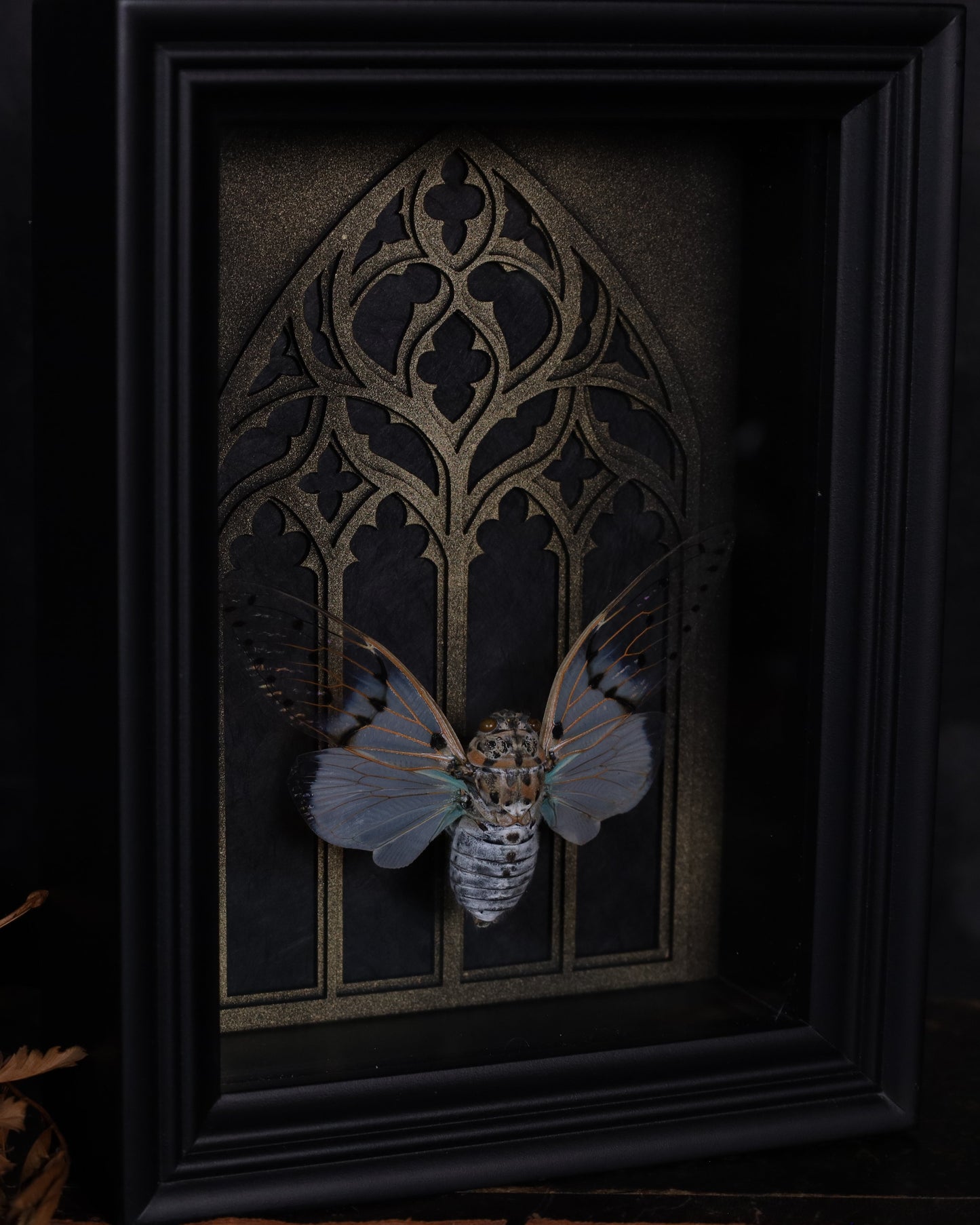 Echte Ayuthia spectabilis im schwarzen 3D-Rahmen mit gotischem Hintergrund. Handgefertigtes Unikat – naturhistorische Insektenkunst, 20 x 15 cm.
