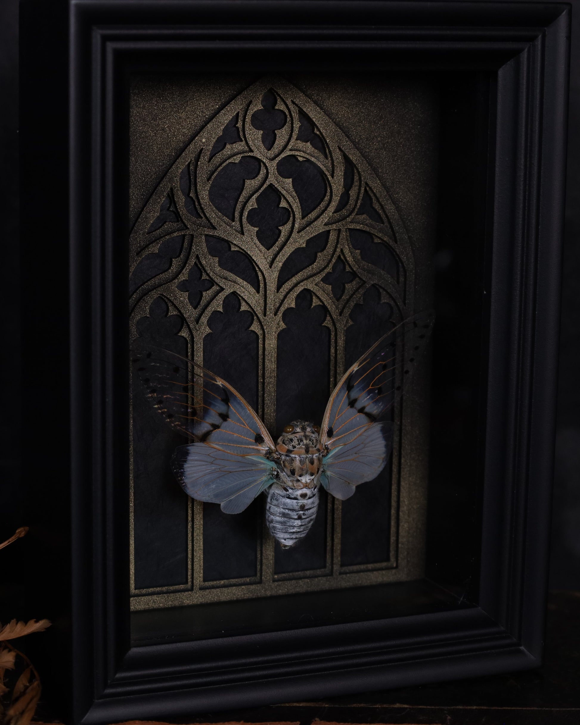 Echte Ayuthia spectabilis im schwarzen 3D-Rahmen mit gotischem Hintergrund. Handgefertigtes Unikat – naturhistorische Insektenkunst, 20 x 15 cm.