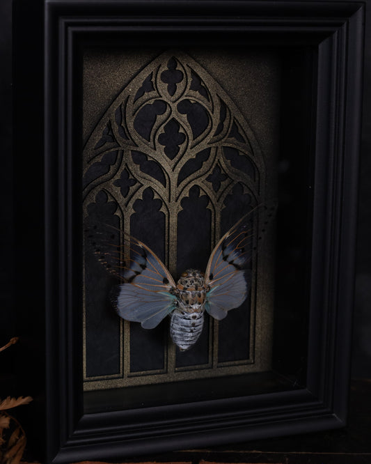 Echte Ayuthia spectabilis im schwarzen 3D-Rahmen mit gotischem Hintergrund. Handgefertigtes Unikat – naturhistorische Insektenkunst, 20 x 15 cm.