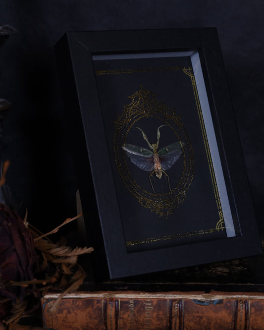 Echte Creobroter gemmatus im schwarzen Rahmen mit Goldornament. Handgefertigtes Unikat – elegante Insektenkunst, 18 x 13 cm.
