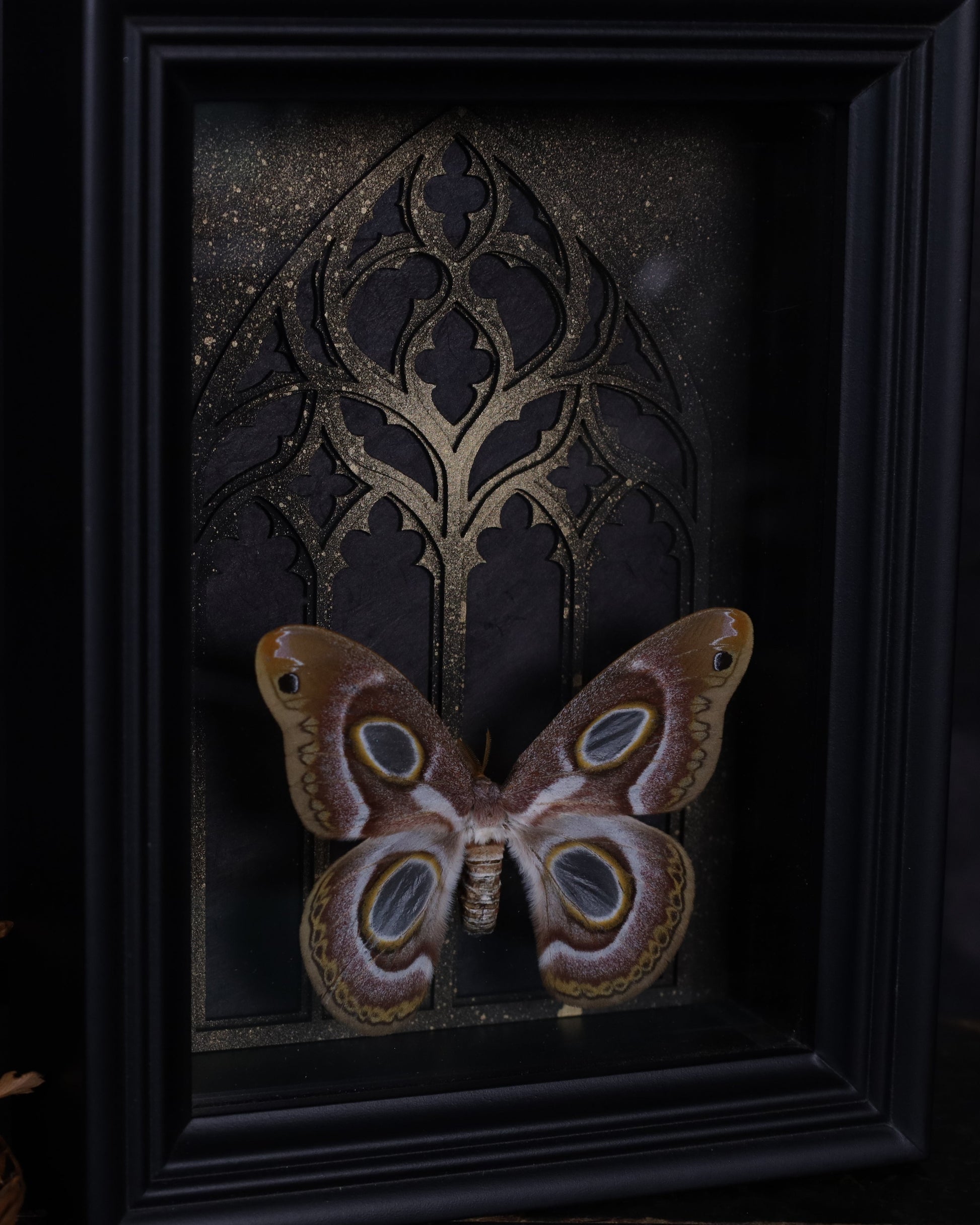 Echter Epiphora mythimnia im schwarzen 3D-Rahmen mit gotischem Hintergrund. Handgefertigtes Unikat – kunstvolle Naturdeko, 20 x 15 cm