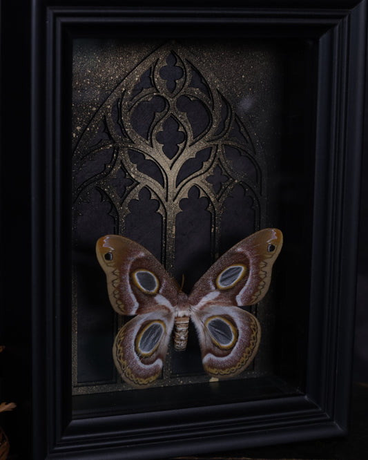 Echter Epiphora mythimnia im schwarzen 3D-Rahmen mit gotischem Hintergrund. Handgefertigtes Unikat – kunstvolle Naturdeko, 20 x 15 cm