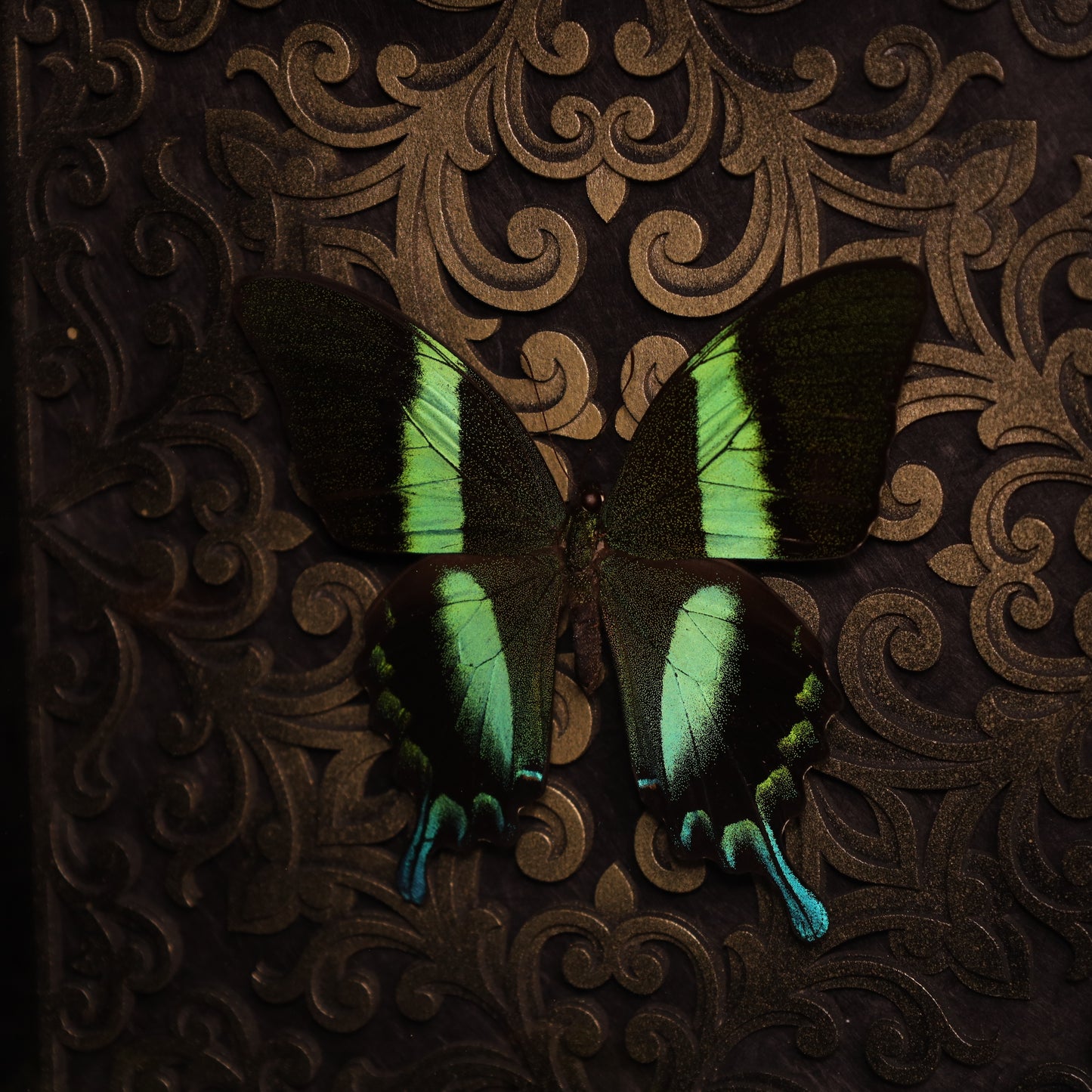 Gerahmter Papilio Blumei im schwarzen Holzrahmen mit Barock-3D-Hintergrund