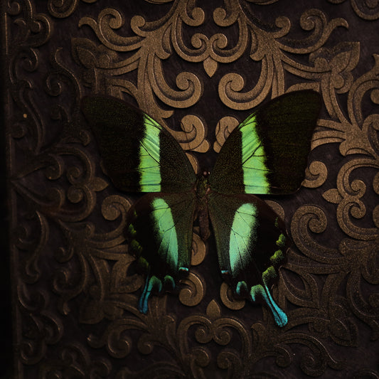 Gerahmter Papilio Blumei im schwarzen Holzrahmen mit Barock-3D-Hintergrund