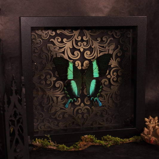 Gerahmter Papilio Blumei im schwarzen Holzrahmen mit Barock-3D-Hintergrund