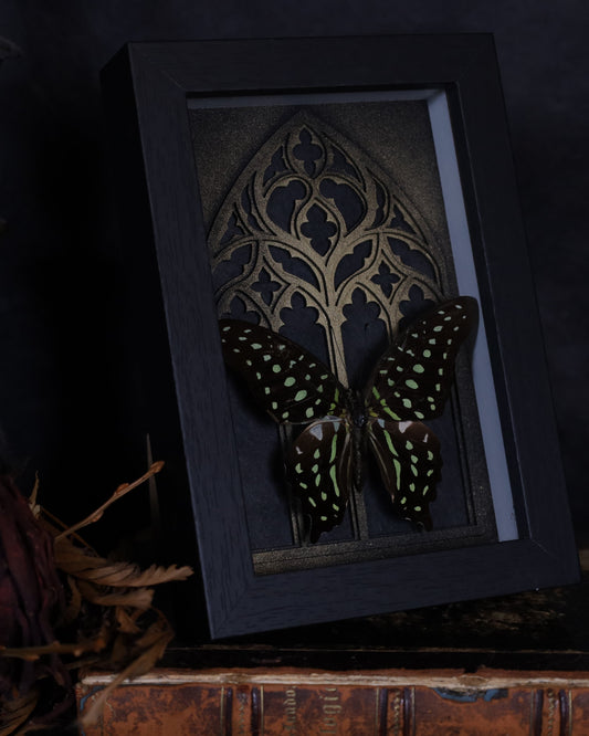 Echter Graphium agamemnon im schwarzen 3D-Rahmen mit gold-bronzefarbenem gotischen Hintergrund. Handgefertigte Insektenkunst, 18 x 13 cm.