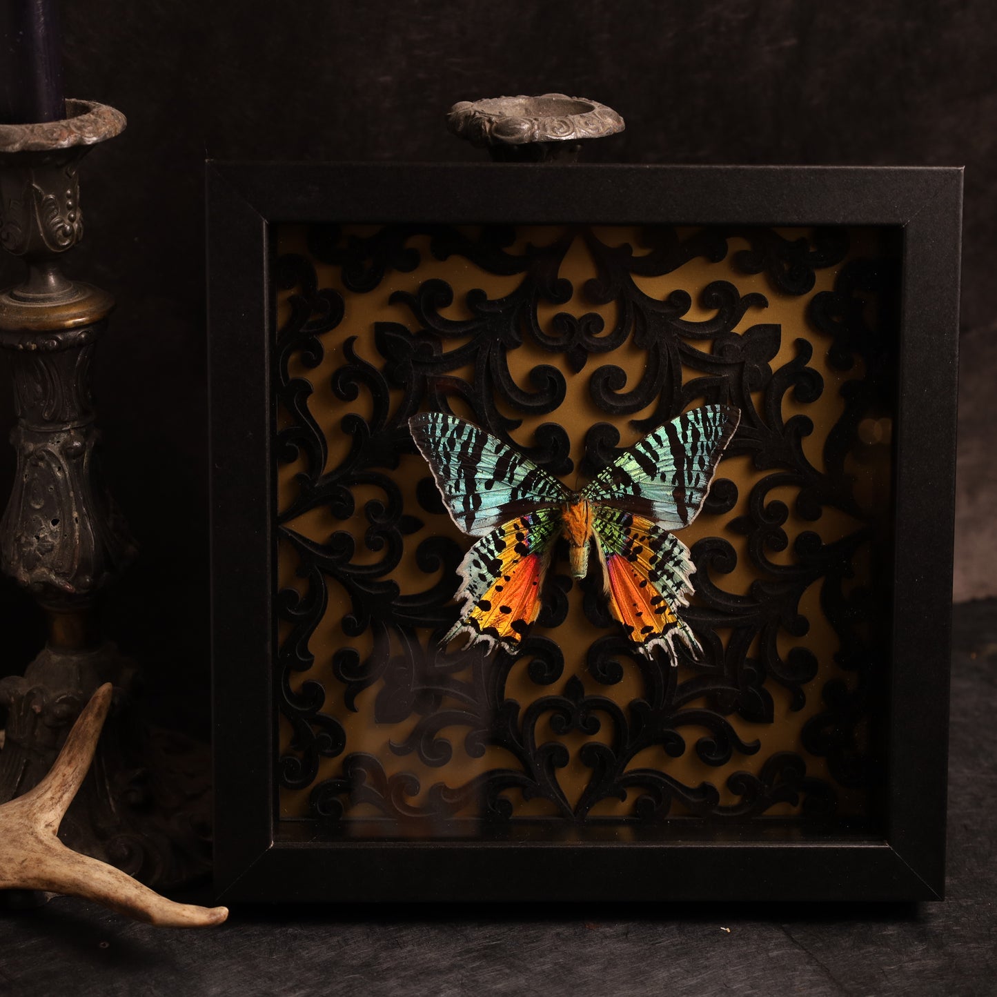 Chrysiridia rhipheus im Rahmen - Barock