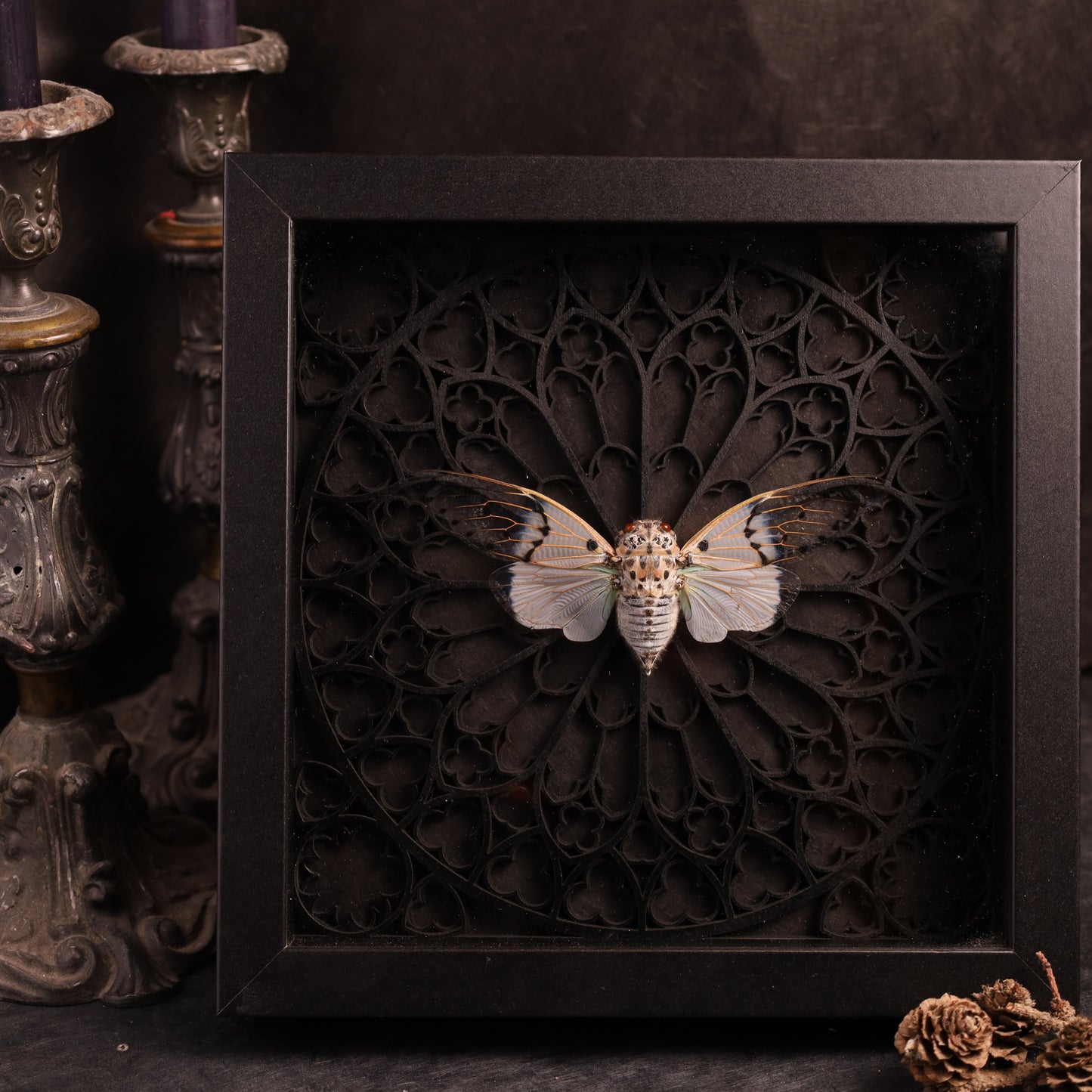 Echte Geisterzikade im Rahmen - Gotik