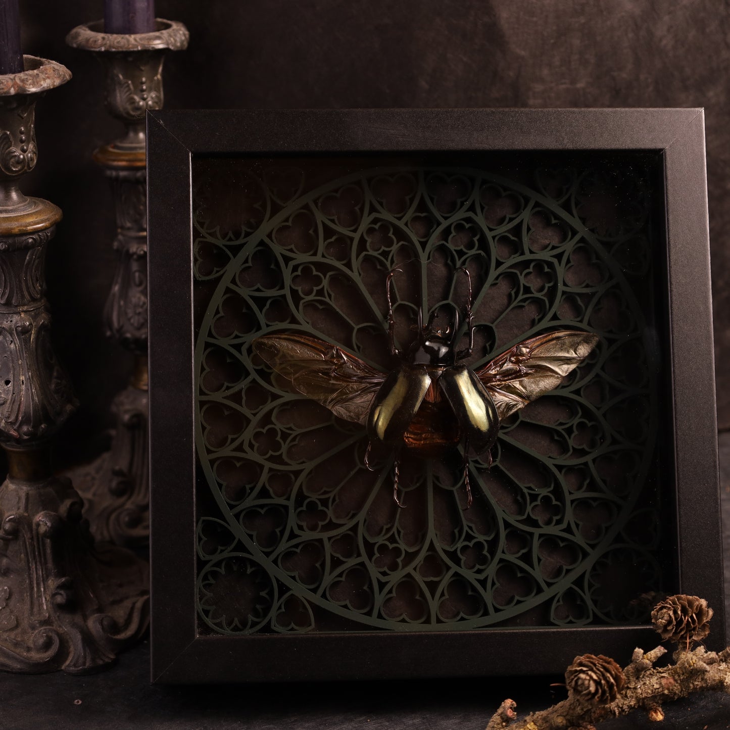 Echter Dreihornkäfer im Rahmen  – Chalcosoma atlas