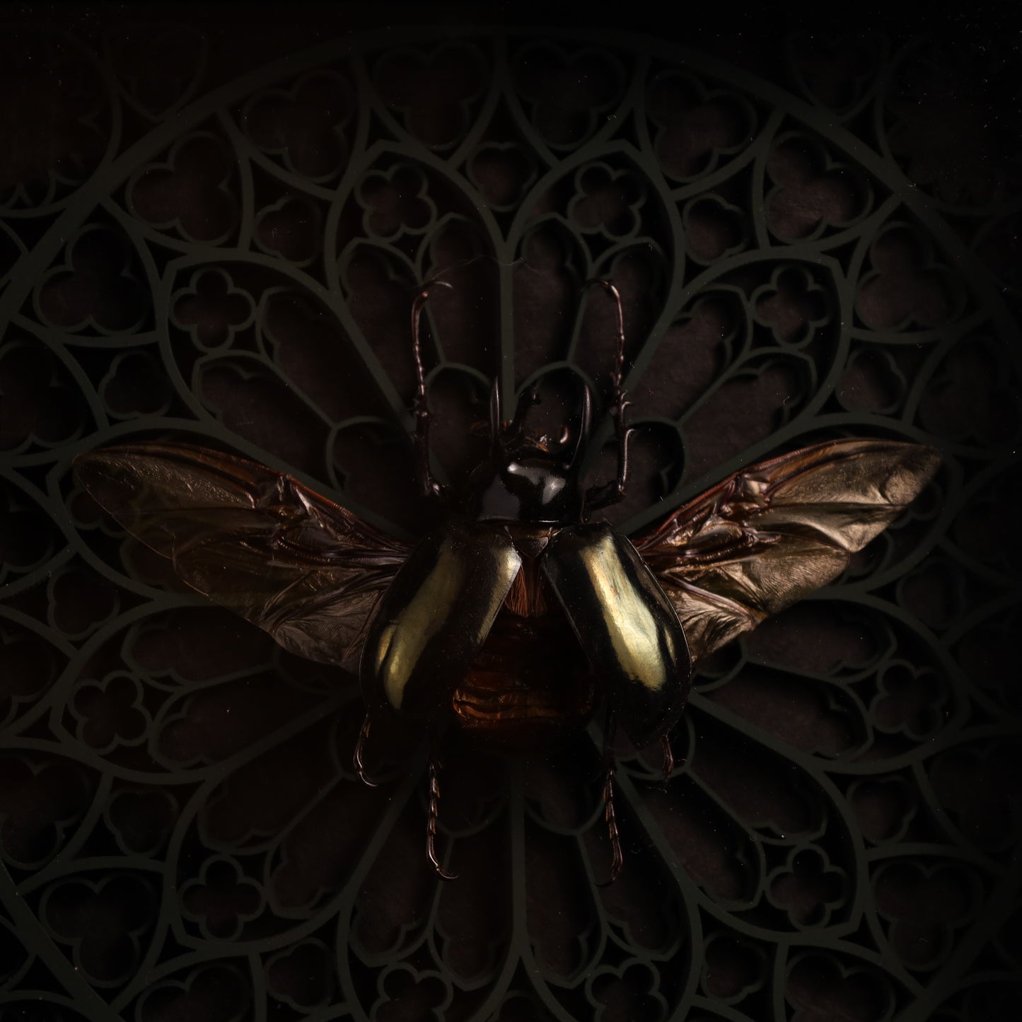 Echter Dreihornkäfer im Rahmen  – Chalcosoma atlas