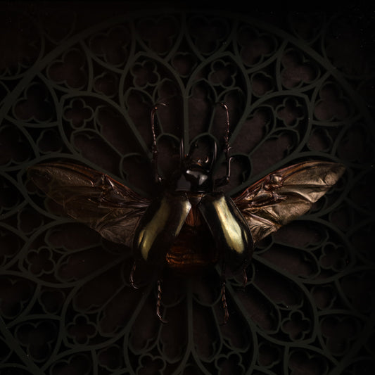 Echter Dreihornkäfer im Rahmen  – Chalcosoma atlas