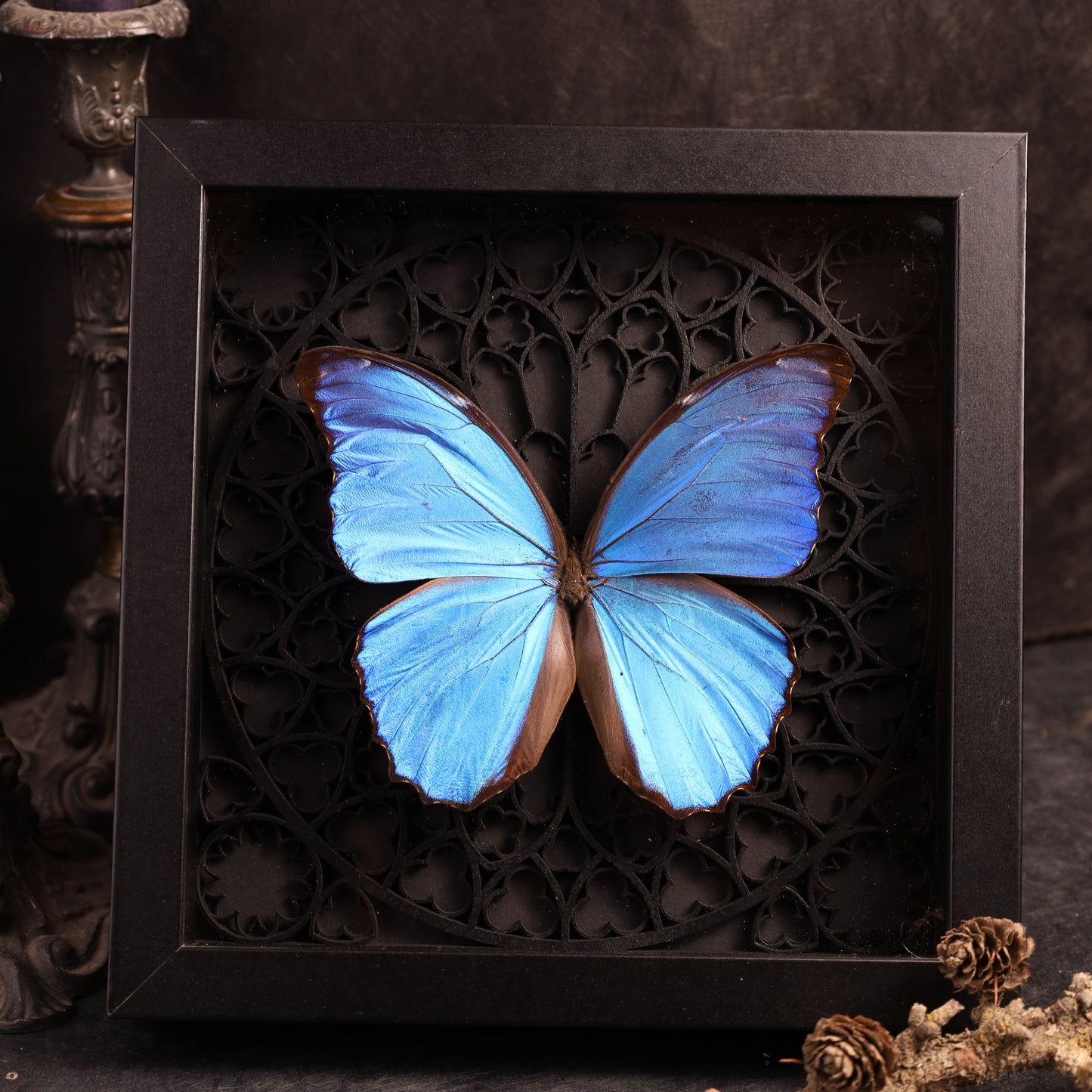 Morpho didius im Rahmen