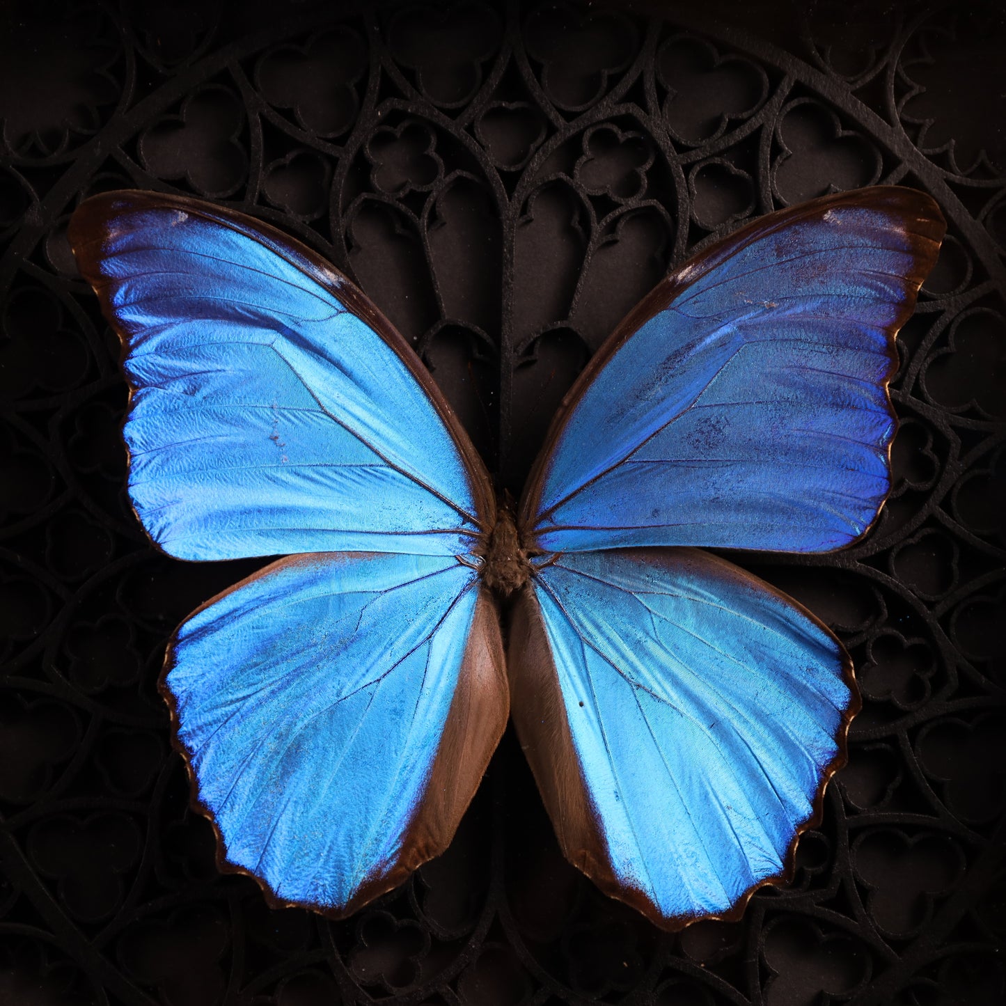 Morpho didius im Rahmen