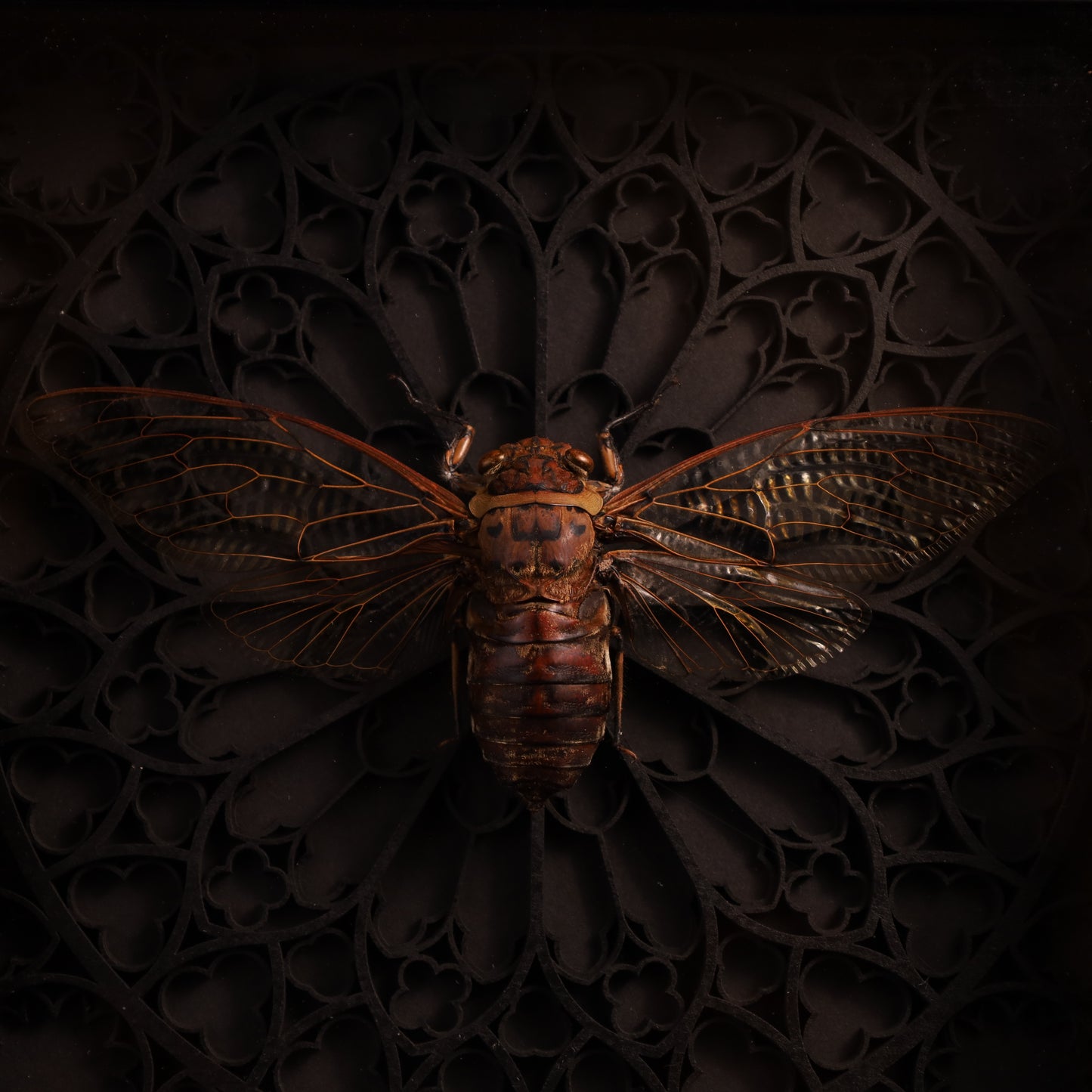 Echte Riesenzikade im Rahmen - Gotik