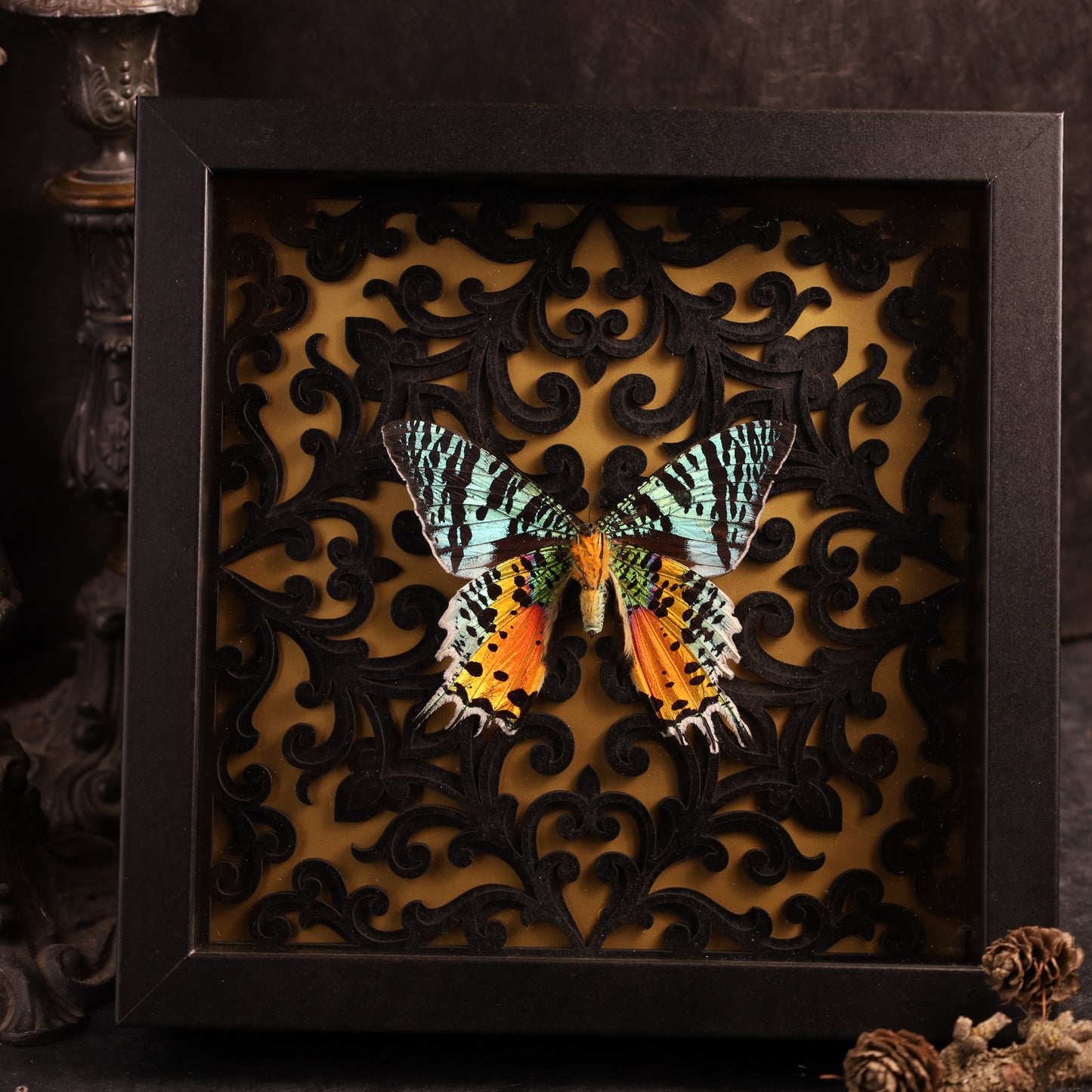 Chrysiridia rhipheus im Rahmen - Barock