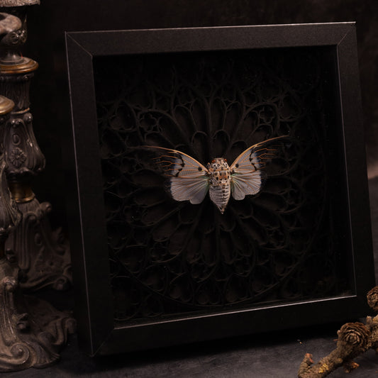 Echte Geisterzikade im Rahmen - Gotik