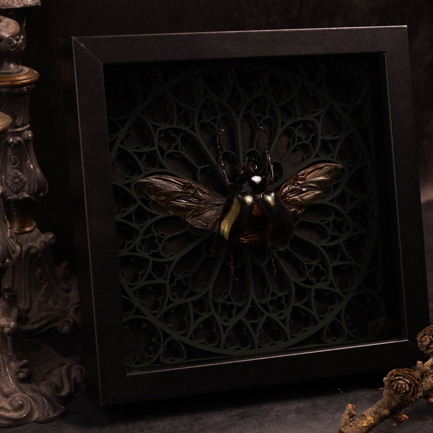 Echter Dreihornkäfer im Rahmen  – Chalcosoma atlas