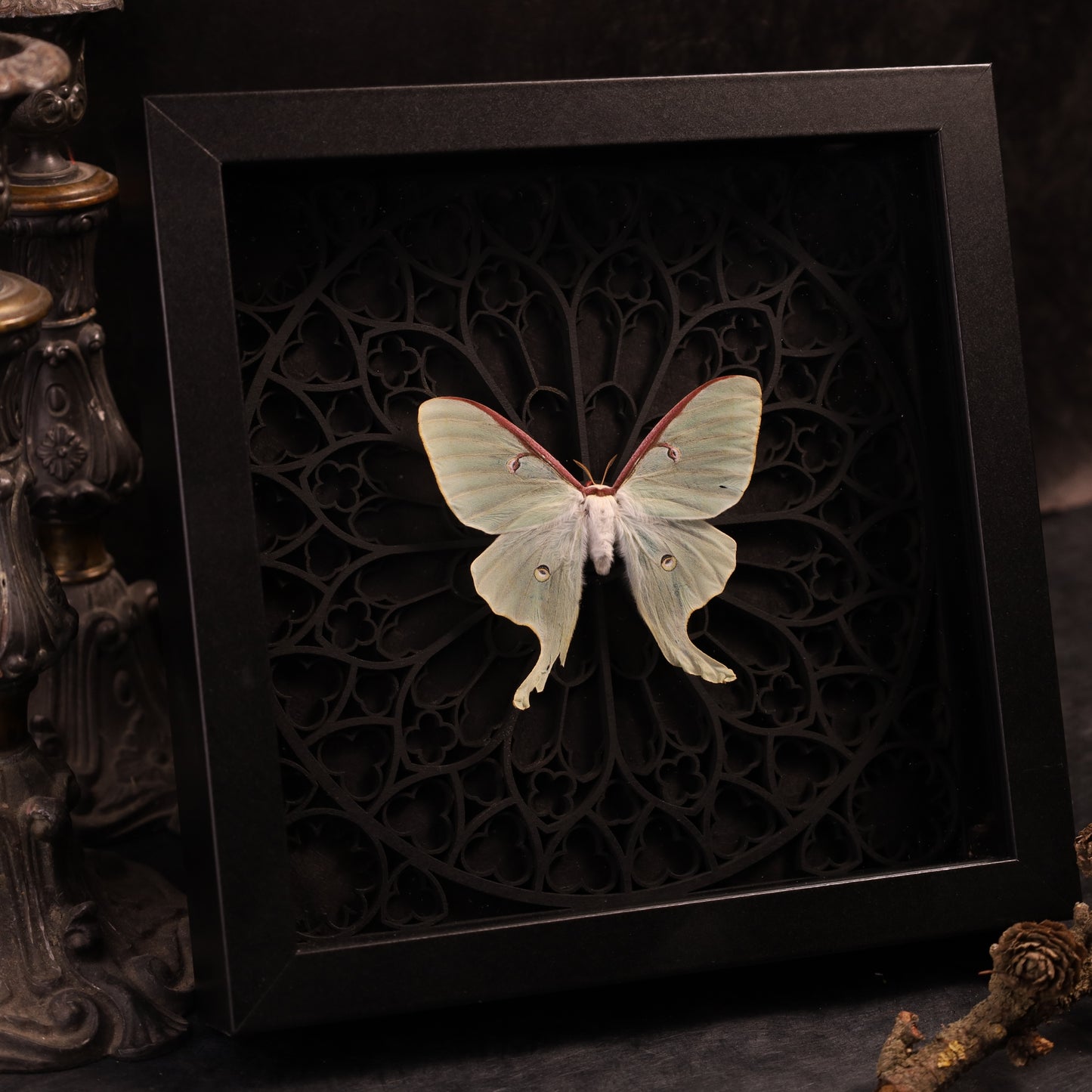 Genuine moon spinners in a frame – Actias Luna – Goptik