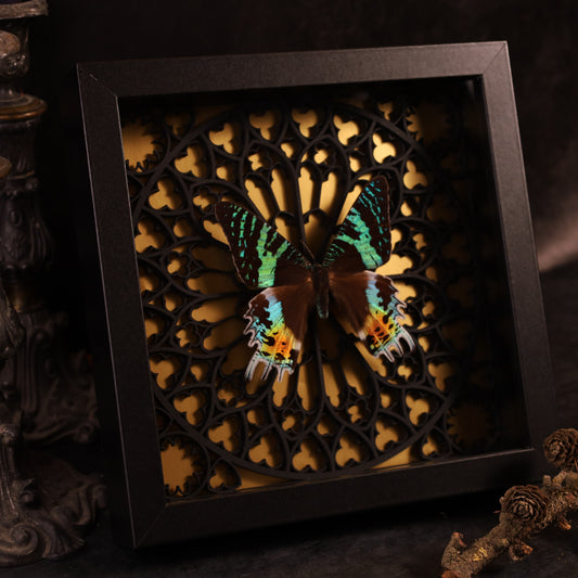 Chrysiridia rhipheus im Rahmen auf Gotischem Hintergrund | 20x20cm