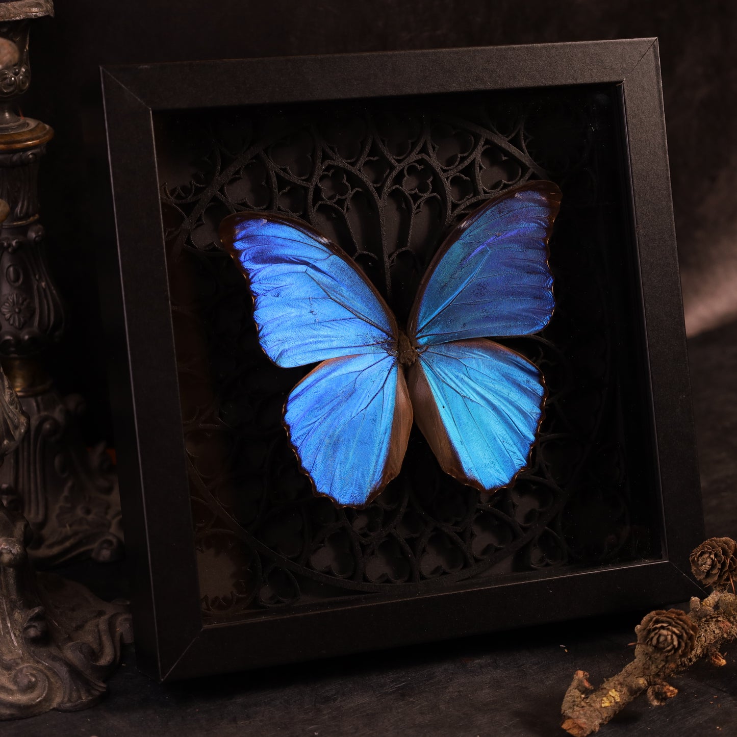 Morpho didius im Rahmen