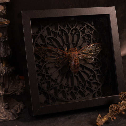 Echte Riesenzikade im Rahmen - Gotik