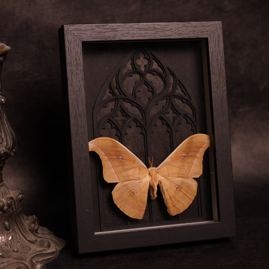 Antheraea helferi im Rahmen - Gotik