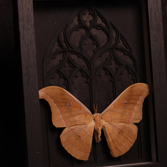 Antheraea helferi im Rahmen - Gotik