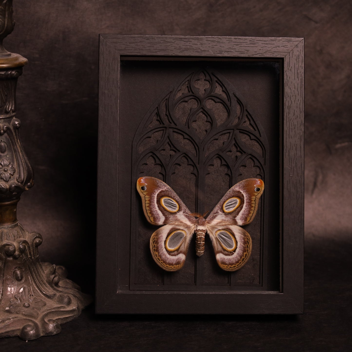 Epiphora mythimnia in a frame with a Gothic background