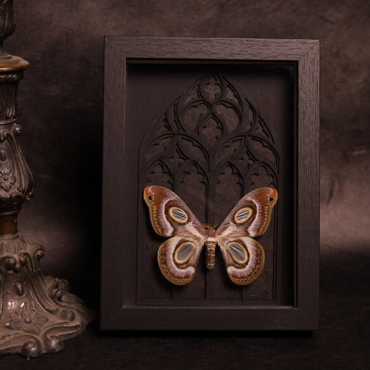 Epiphora mythimnia in a frame with a Gothic background