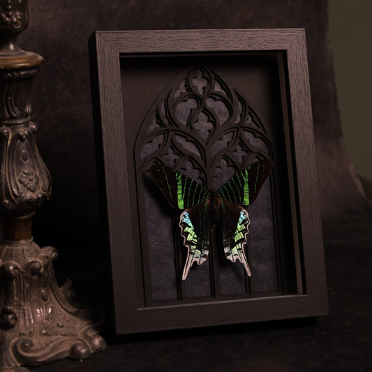 Urania leilus im Rahmen mit Gotik-Hintergrund