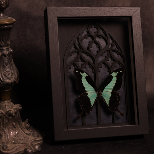 Papilio phorcas in a frame with a Gothic background