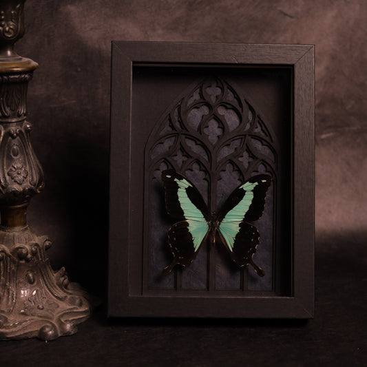 Papilio phorcas in a frame with a Gothic background