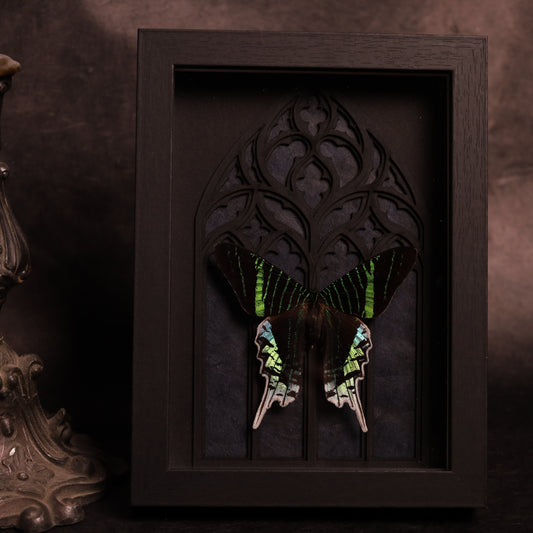 Urania leilus im Rahmen mit Gotik-Hintergrund