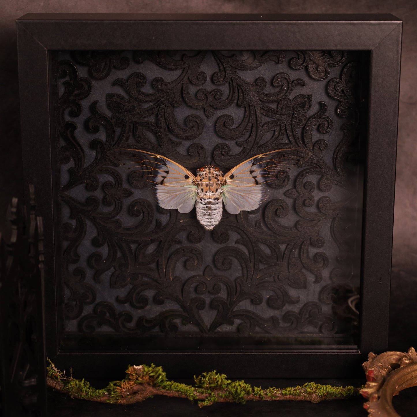 Echte Geisterzikade im Rahmen – ayuthia spectabilis- Barock