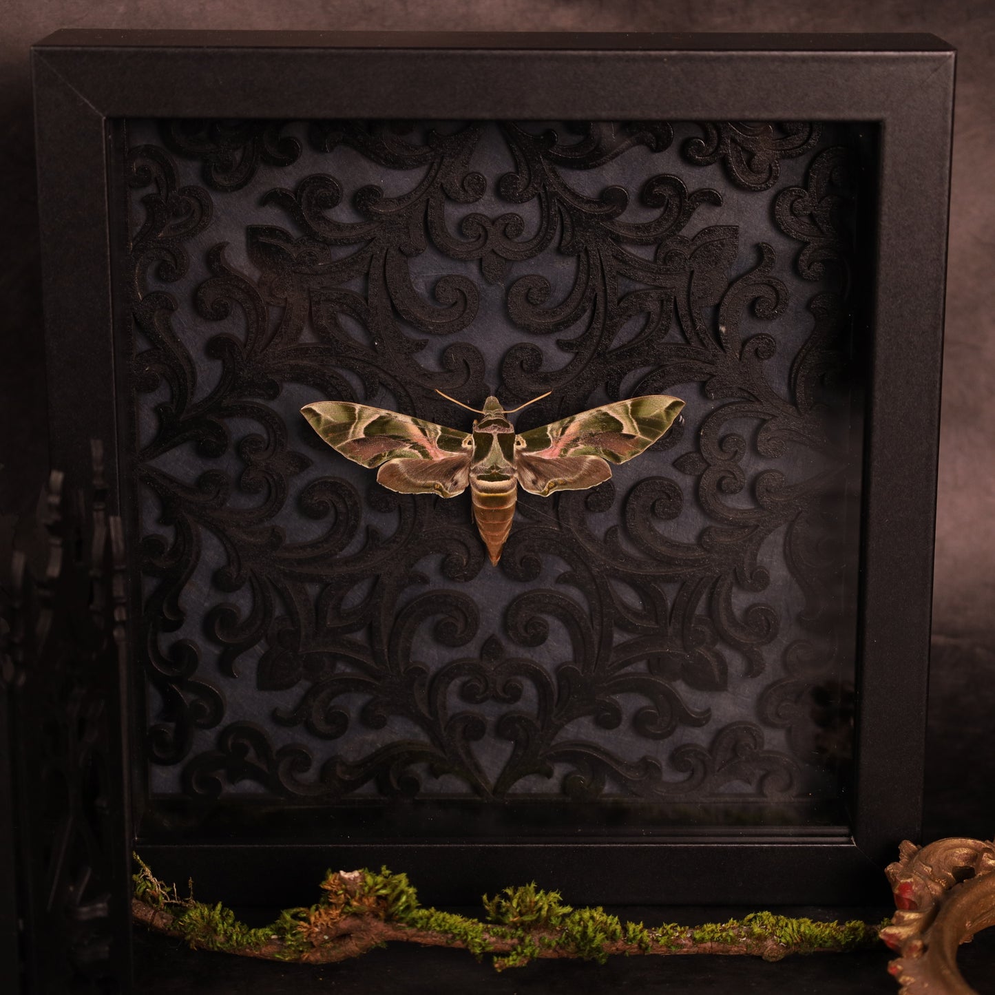 Oleander hawk-moth in a frame - Baroque
