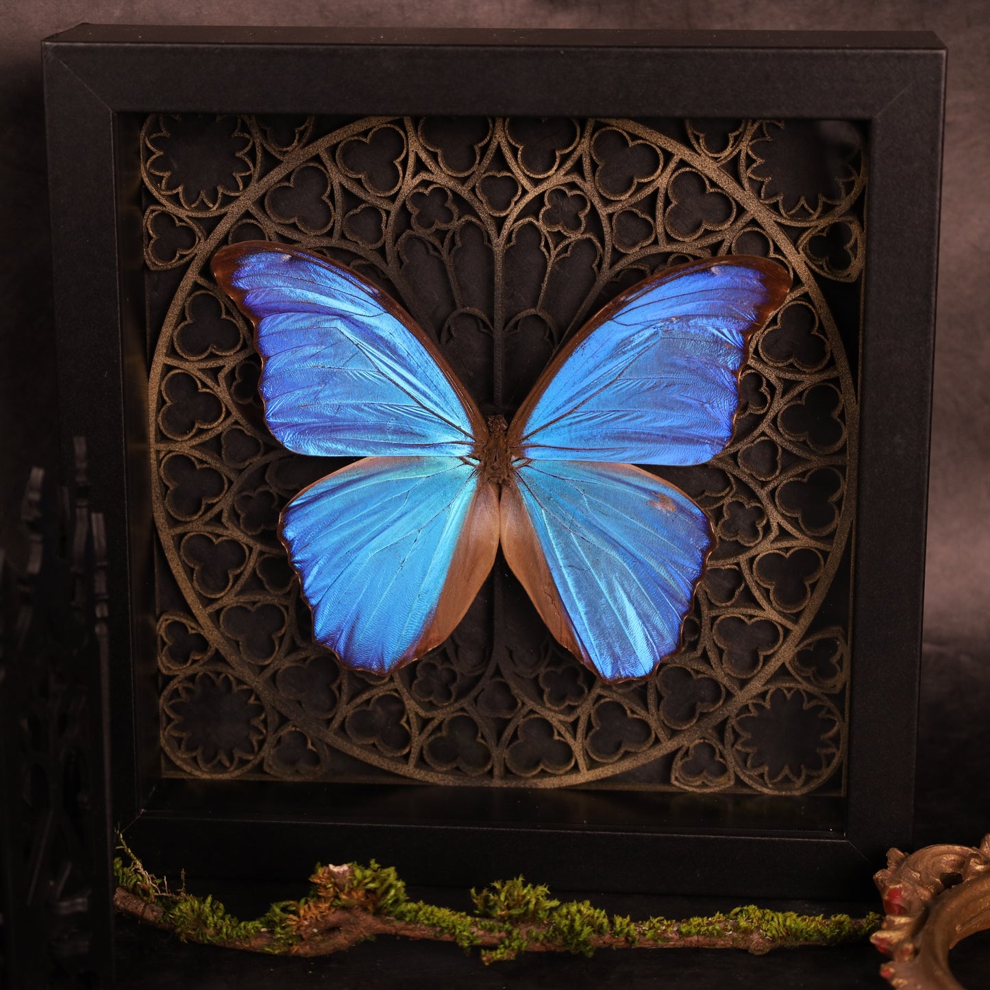 Morpho didius within the framework