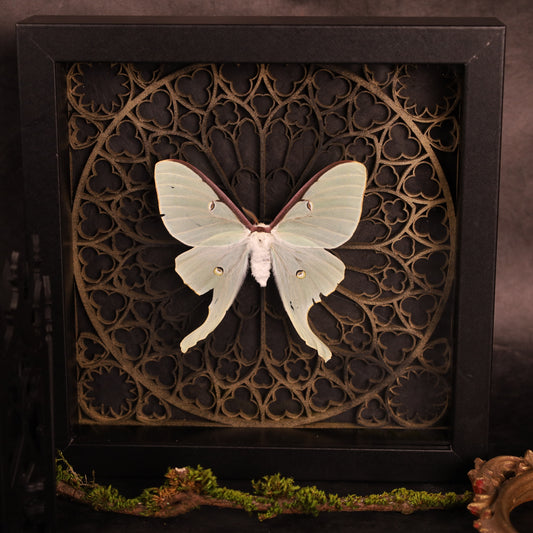 Genuine moon spinners in a frame – Actias Luna – Gothic