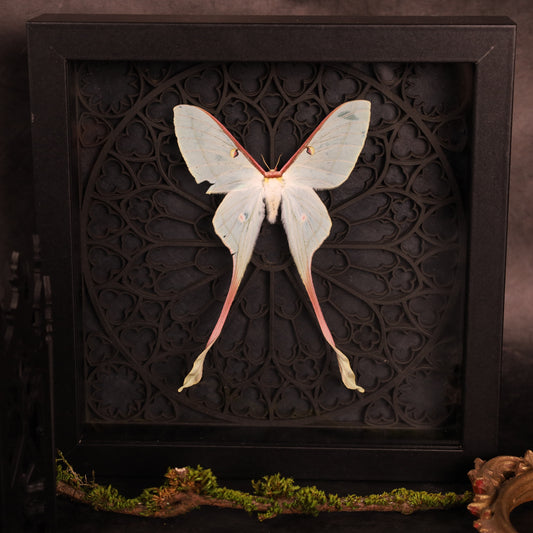 Actias dubernardi im Rahmen