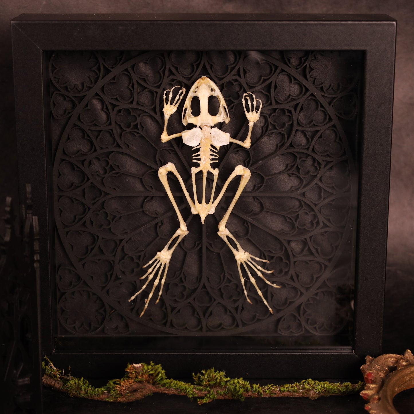 Frosch Skelett im Rahmen