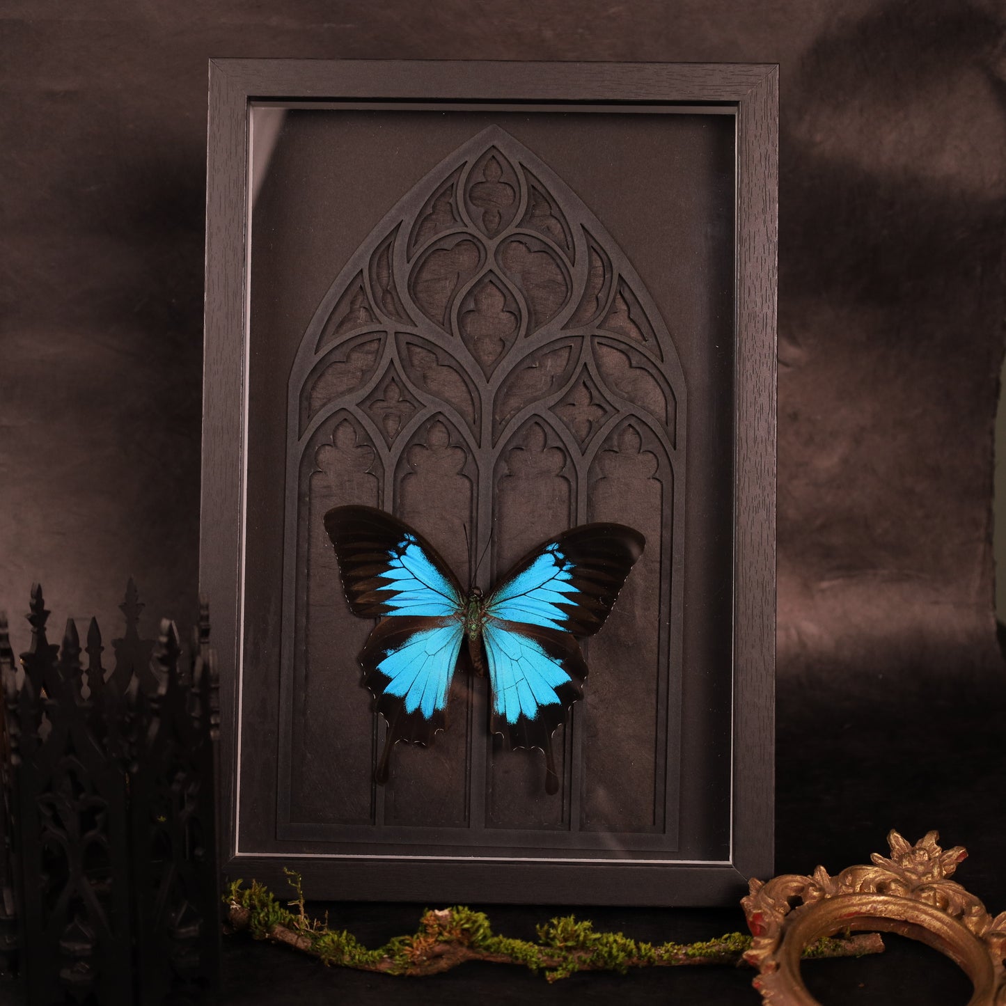 Papilio ulysses im Rahmen - Gotik