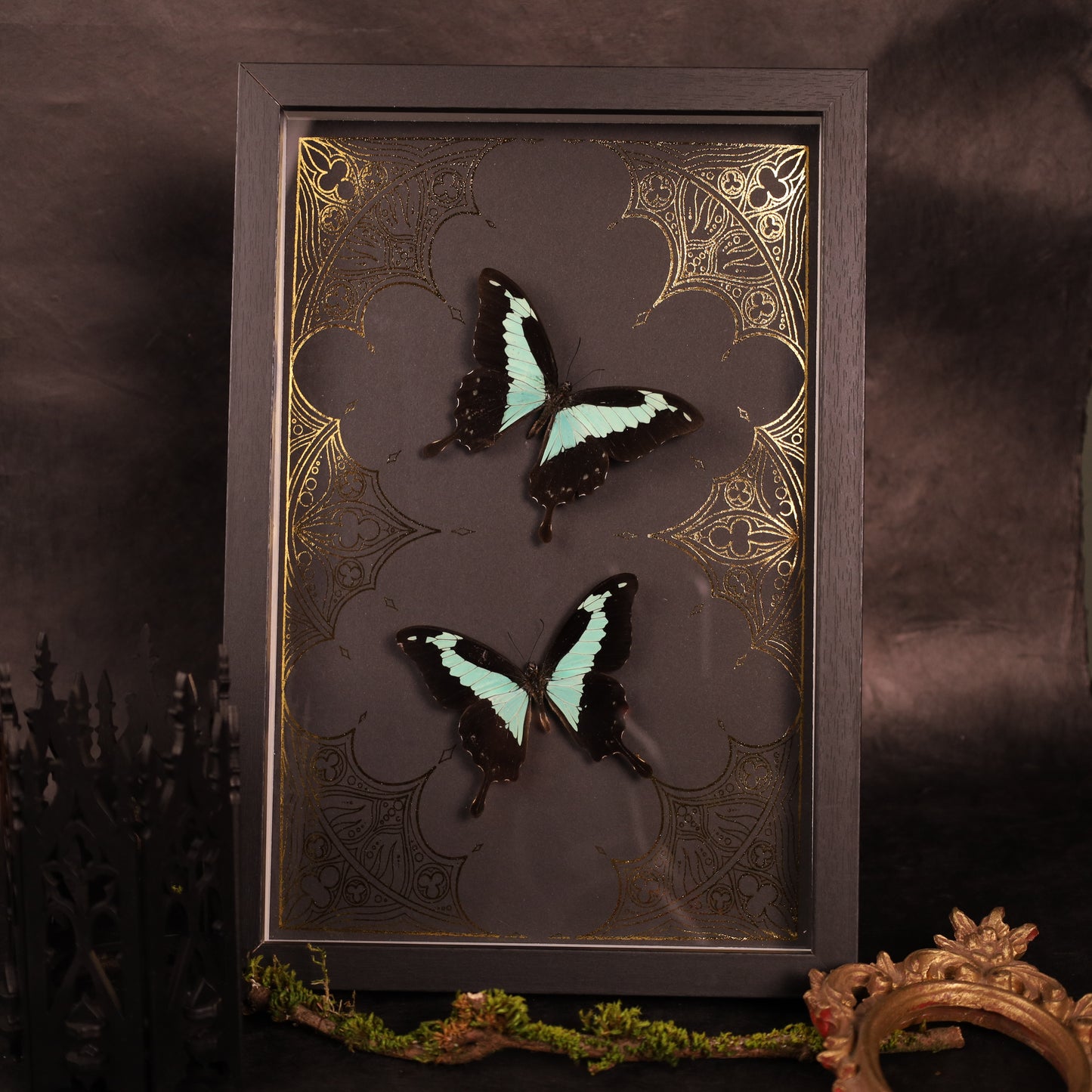 Papilio phorcas on a gold background in a frame