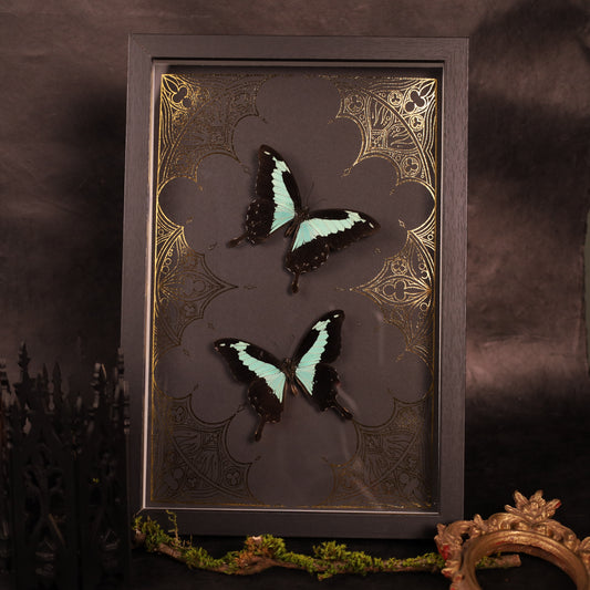 Papilio phorcas auf Goldhintergrund im Rahmen