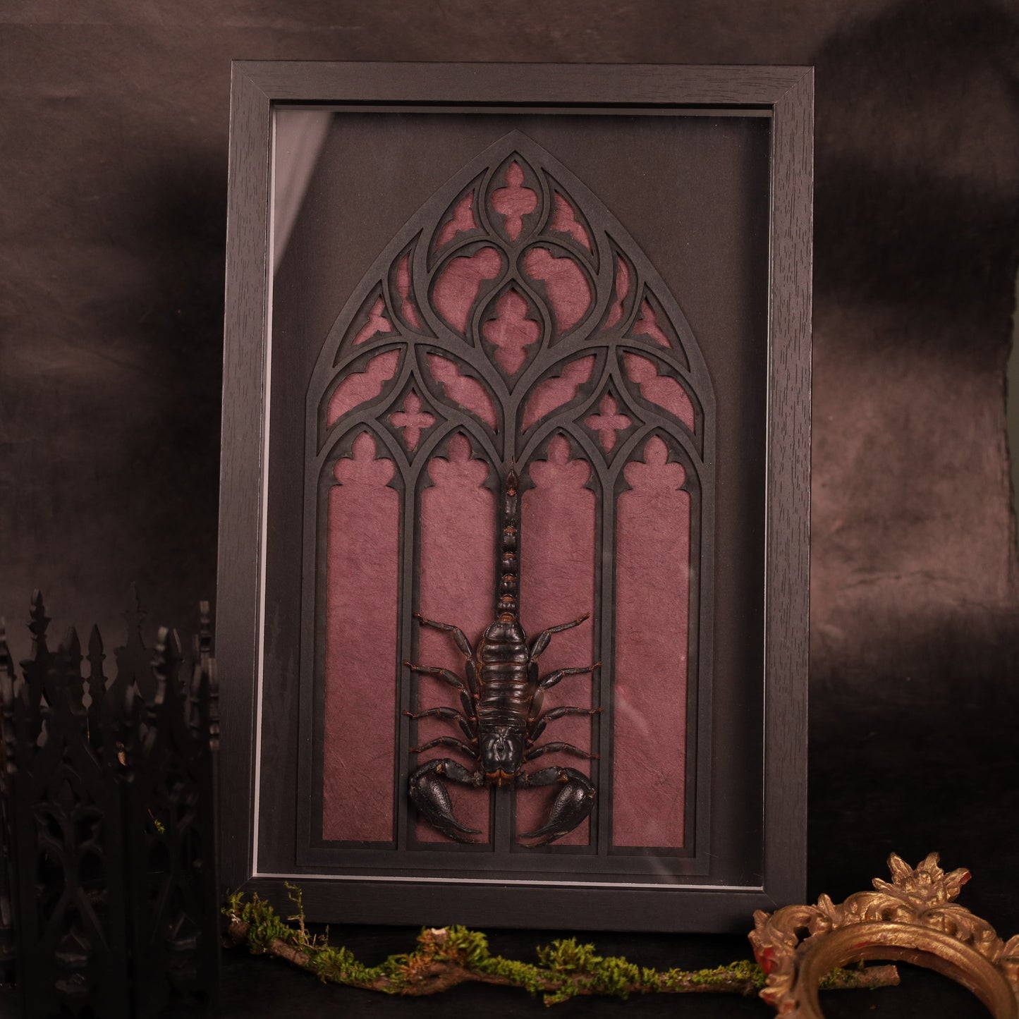 Heterometrus laoticus within the framework