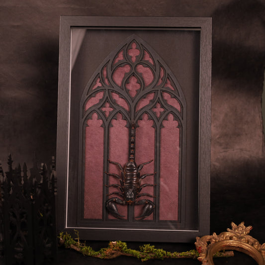 Heterometrus laoticus im Rahmen