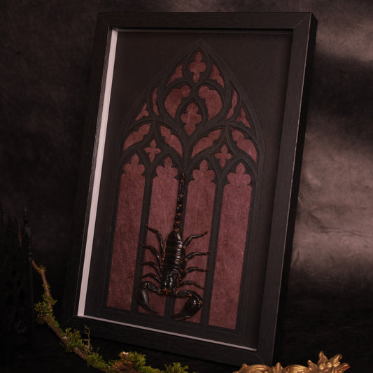 Heterometrus laoticus im Rahmen