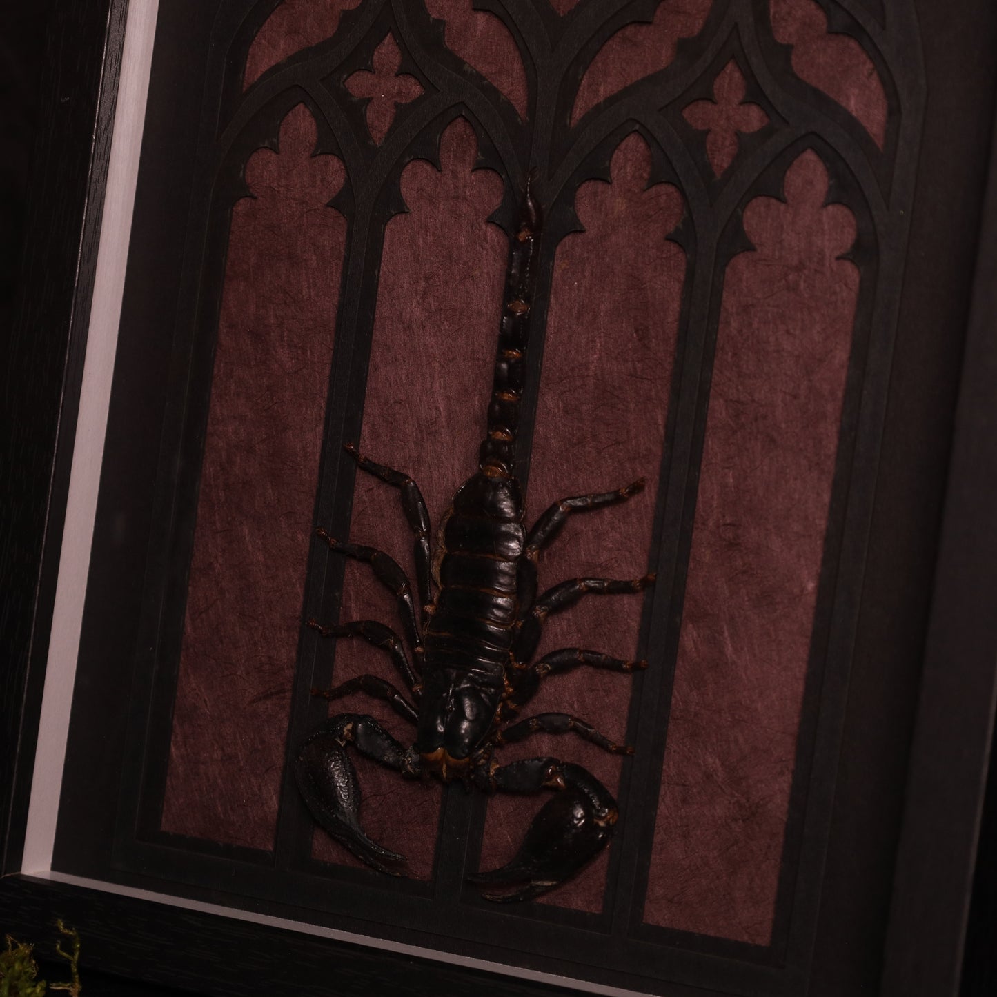 Heterometrus laoticus within the framework