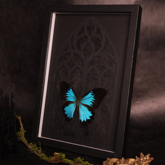 Papilio ulysses im Rahmen - Gotik