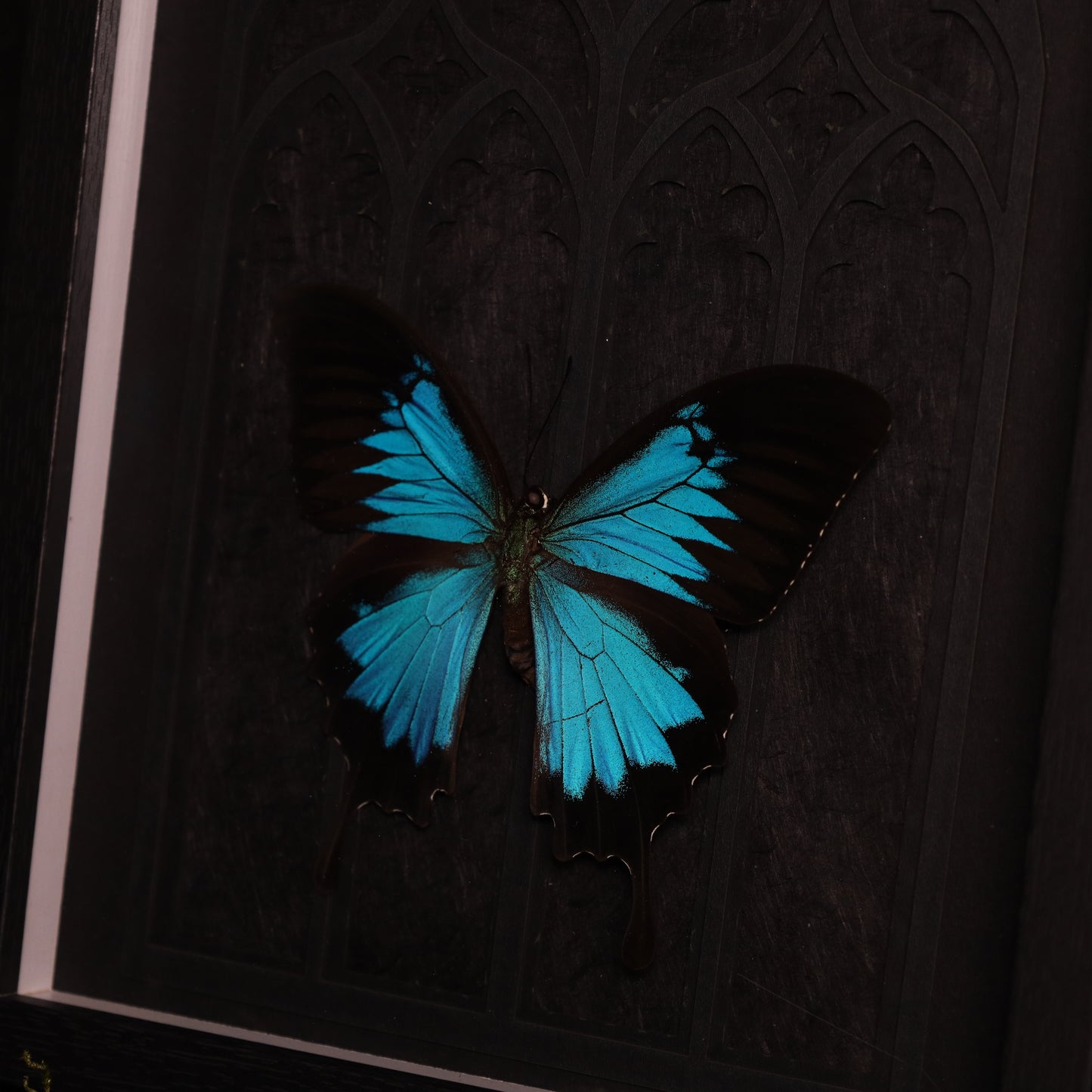 Papilio ulysses im Rahmen - Gotik