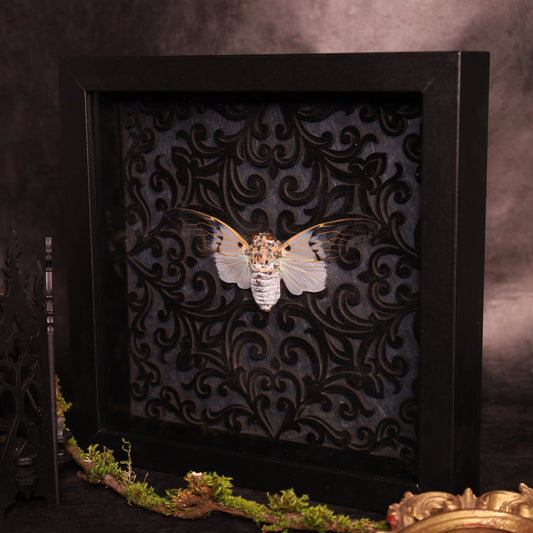 Echte Geisterzikade im Rahmen – ayuthia spectabilis- Barock